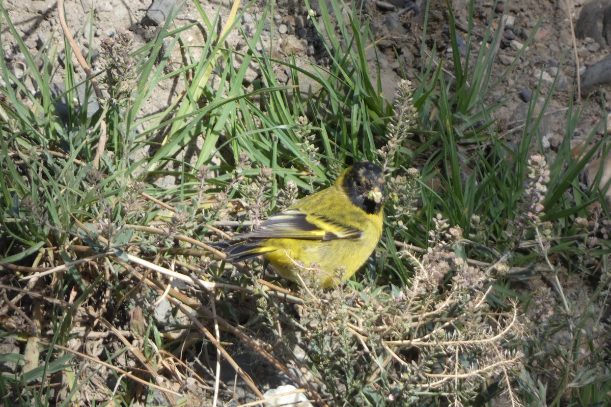 Hooded Siskin - ML647757787