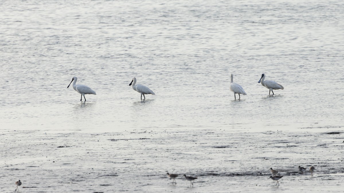 Малая колпица - ML647757797