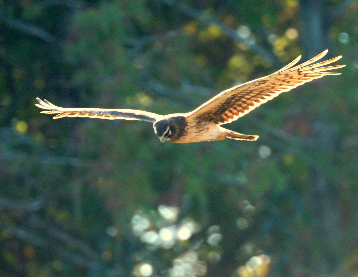 アメリカハイイロチュウヒ - ML647757798