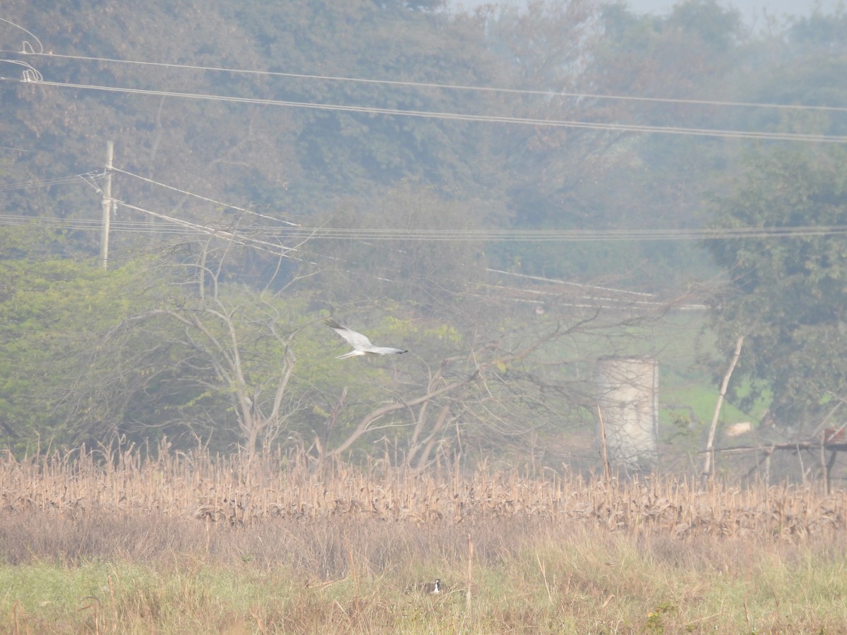 Aguilucho Papialbo - ML647757799