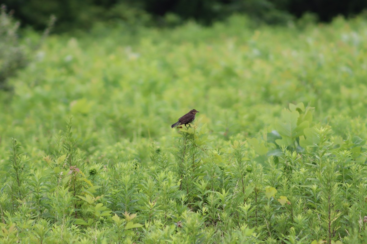 Red-winged Blackbird - ML647757804