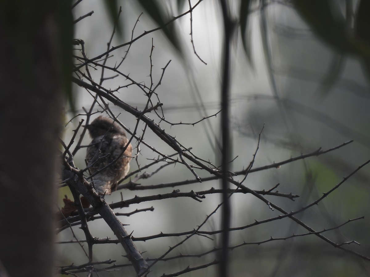 סבראש - ML647757814