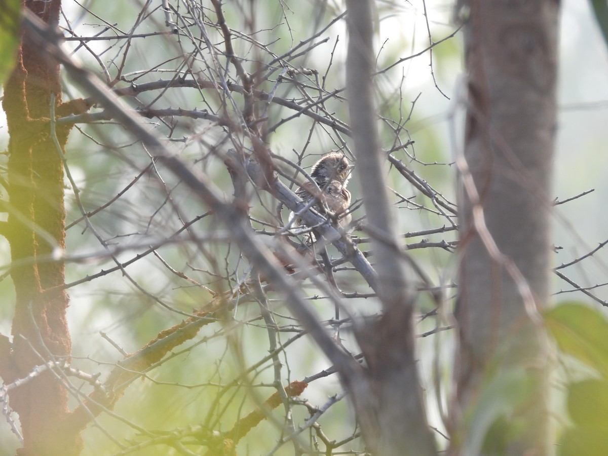 סבראש - ML647757816