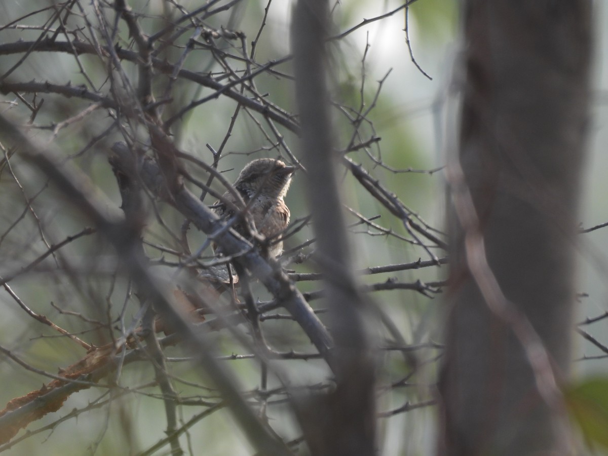 סבראש - ML647757817
