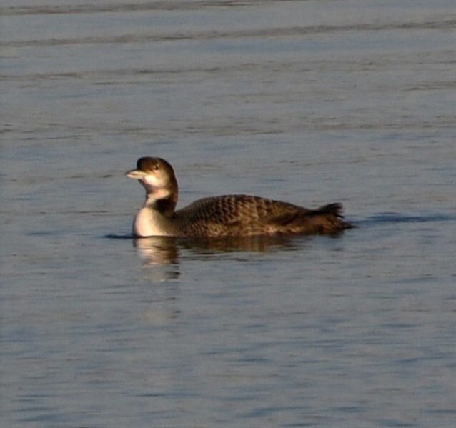 Common Loon - ML647757823