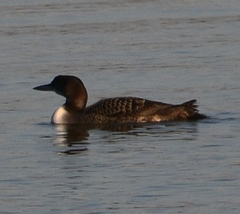 Common Loon - ML647757824