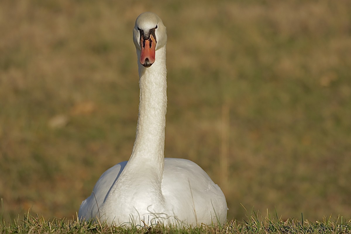 ברבור מצוי - ML647757826