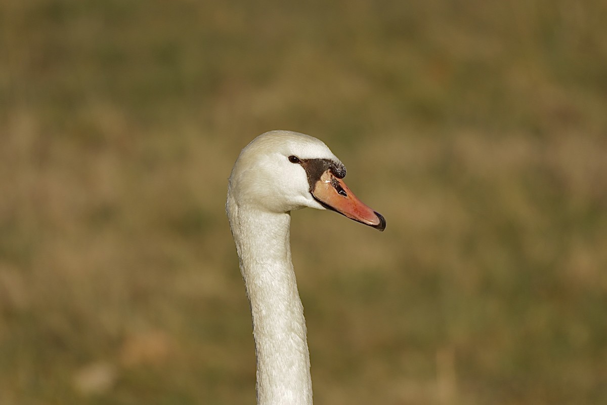 ברבור מצוי - ML647757827