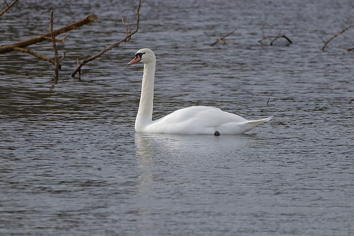 ברבור מצוי - ML647757828