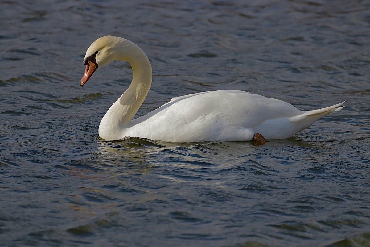 ברבור מצוי - ML647757830