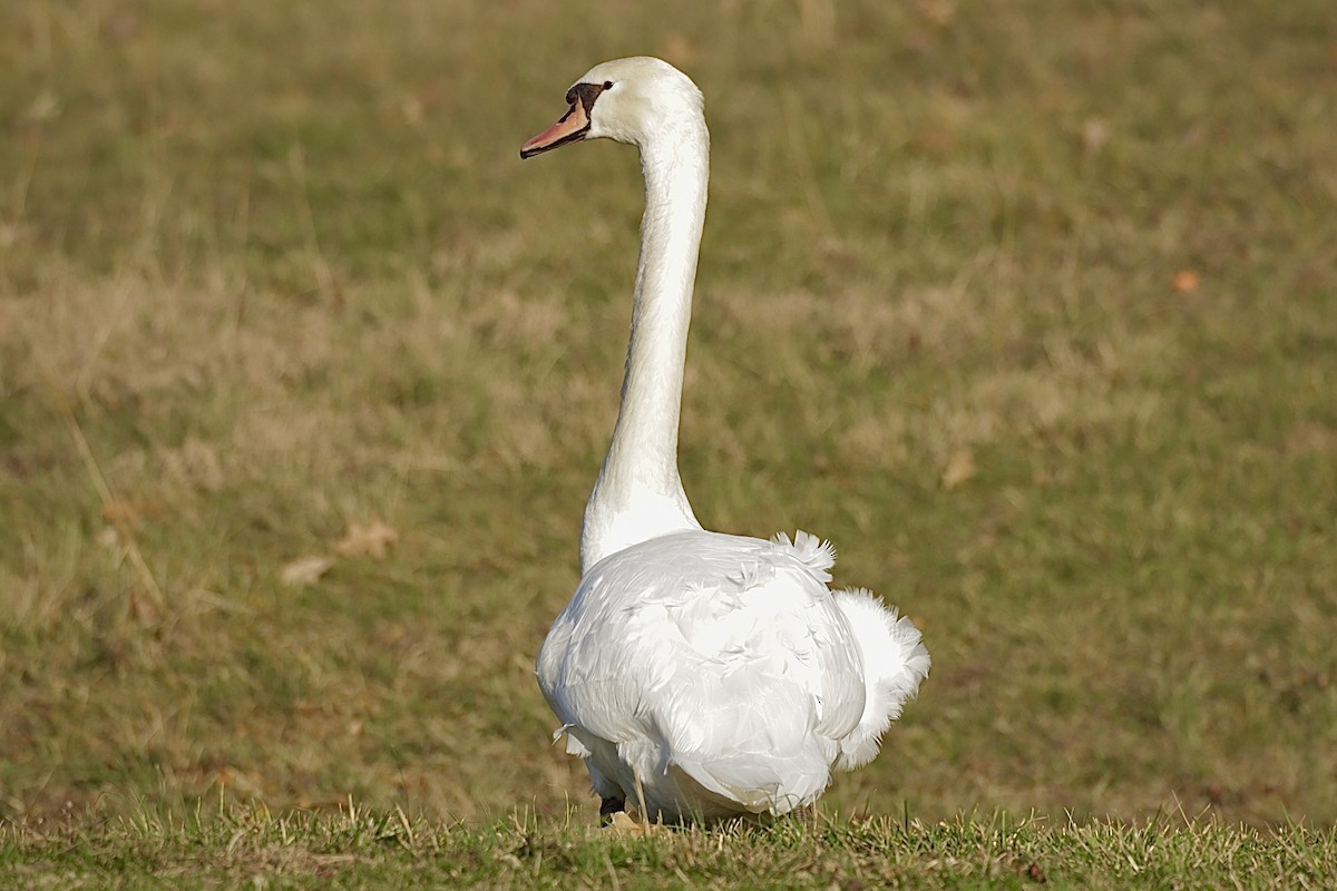 ברבור מצוי - ML647757831