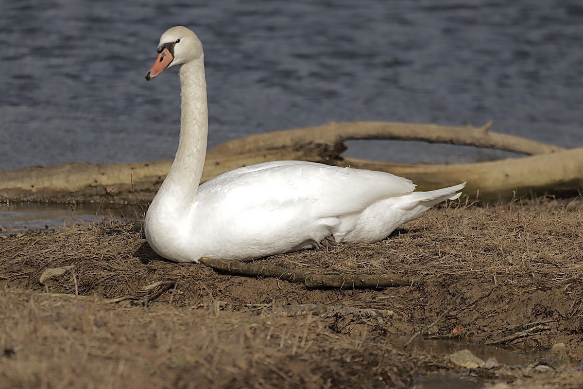 ברבור מצוי - ML647757832