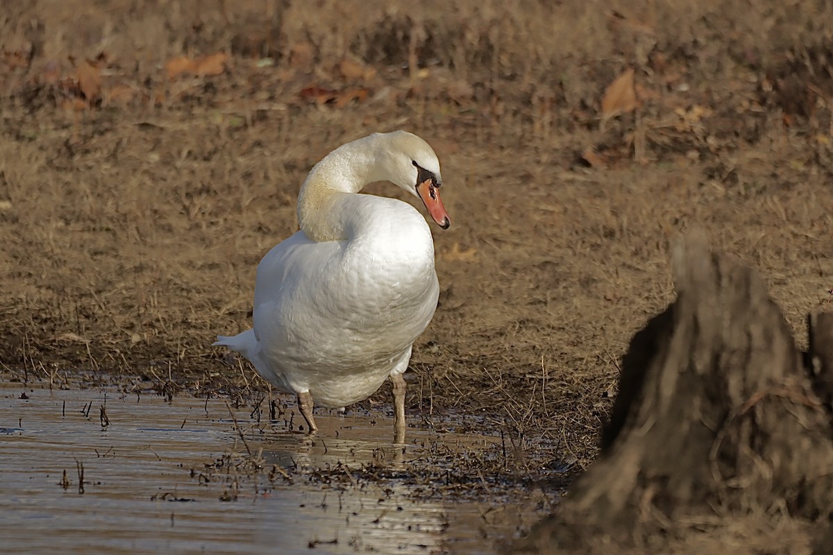 ברבור מצוי - ML647757833