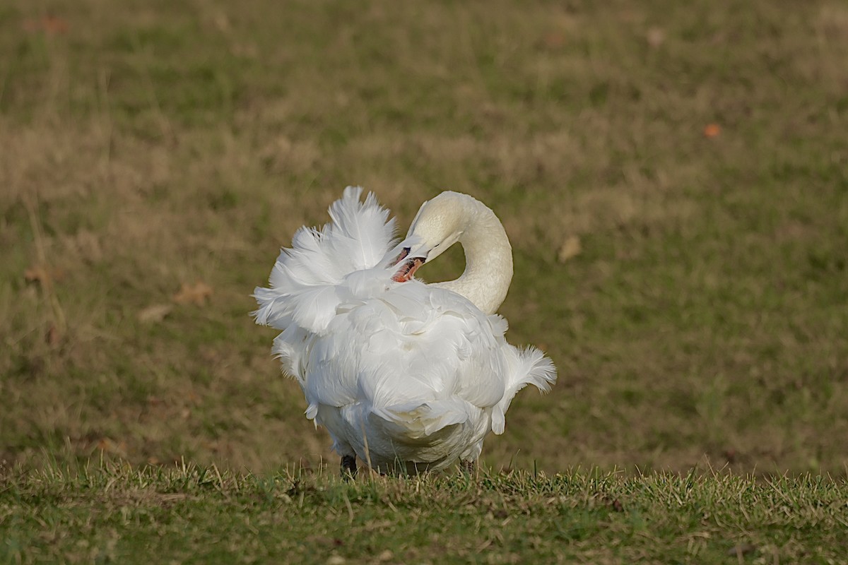 ברבור מצוי - ML647757834