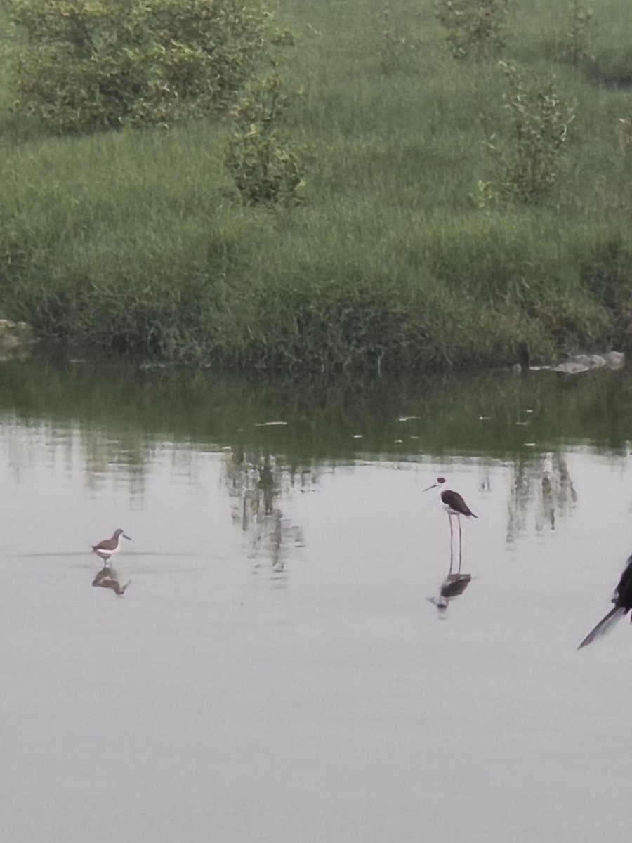 תמירון - ML647757835