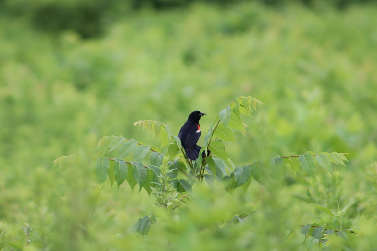 שחרורית אדומת-כנף - ML647757836