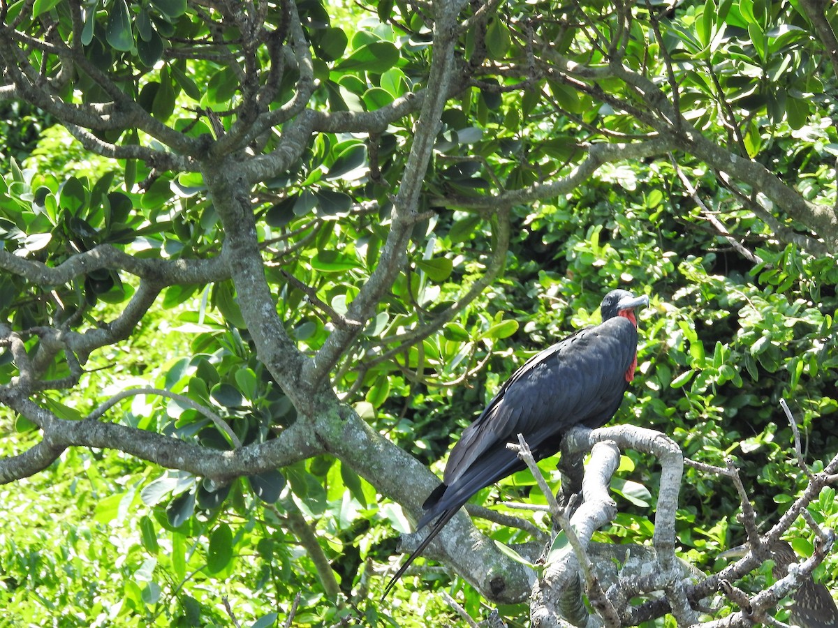 פריגט הדור - ML647757840