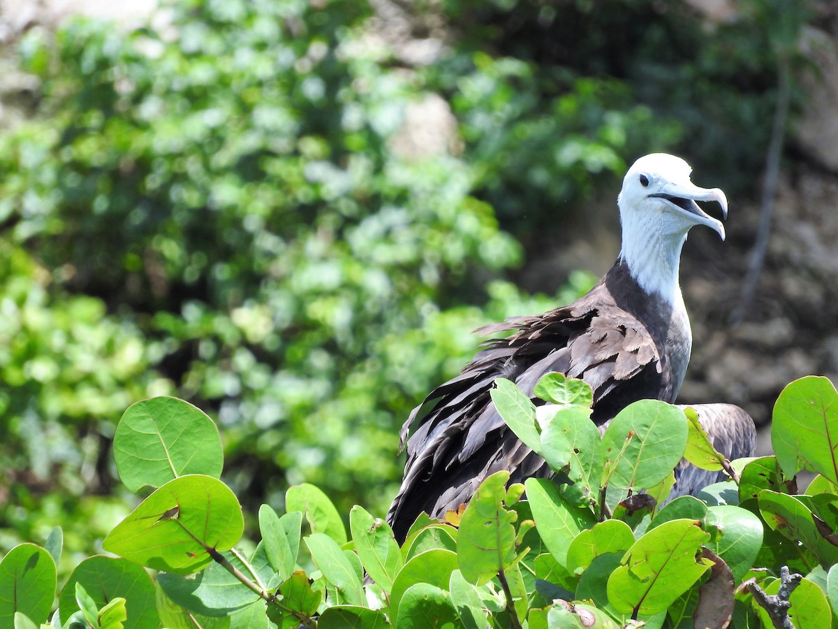 פריגט הדור - ML647757841