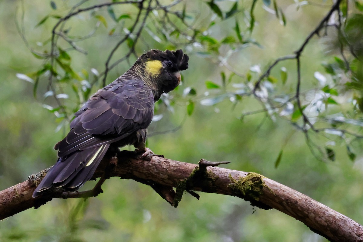 Yellow-tailed Black-Cockatoo - ML647757845
