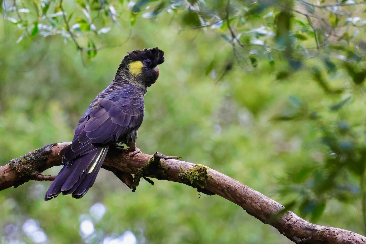 Yellow-tailed Black-Cockatoo - ML647757846