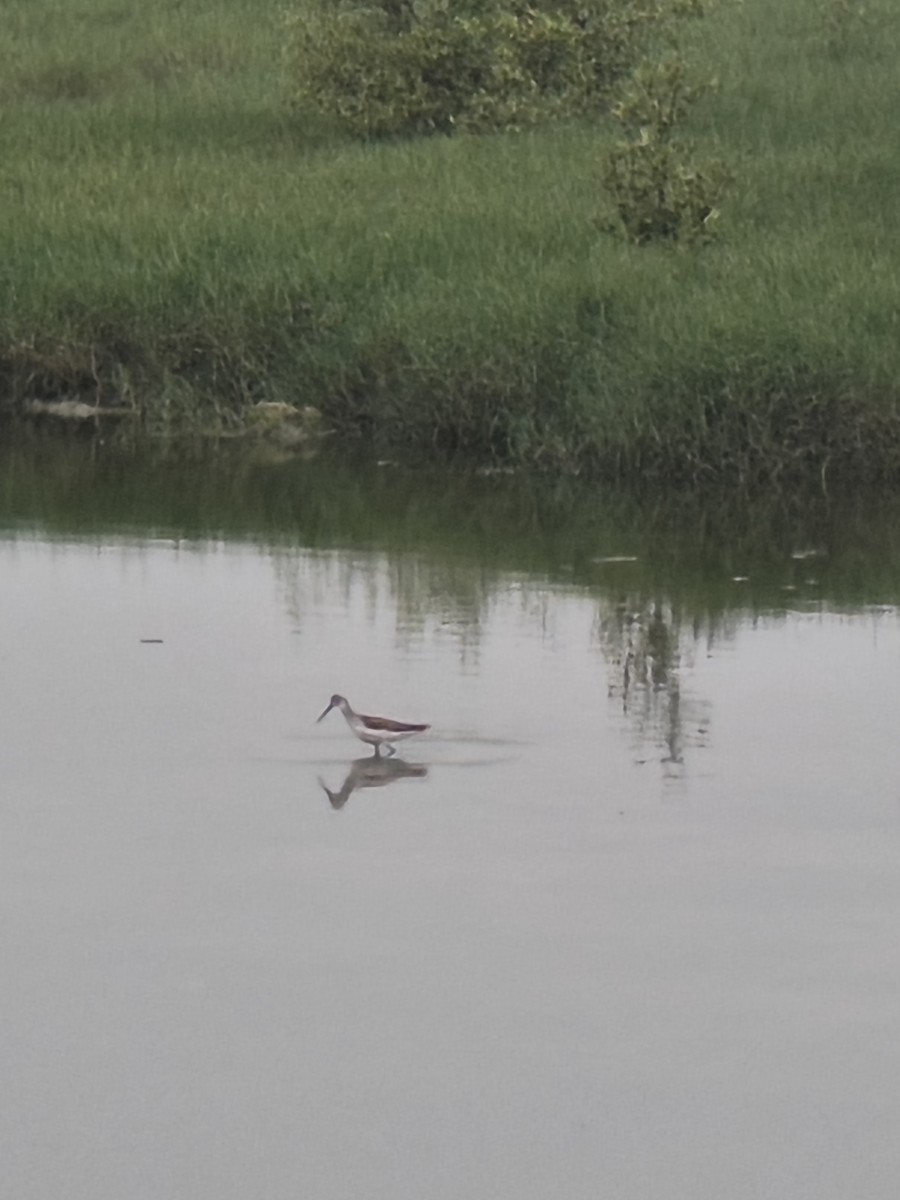 ביצנית עדינה - ML647757848