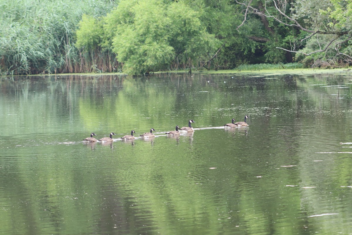 ברנטה קנדית - ML647757849