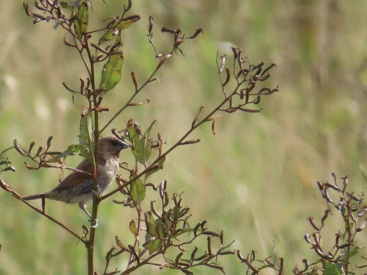 מוניה מפוספסת-חזה - ML647757852