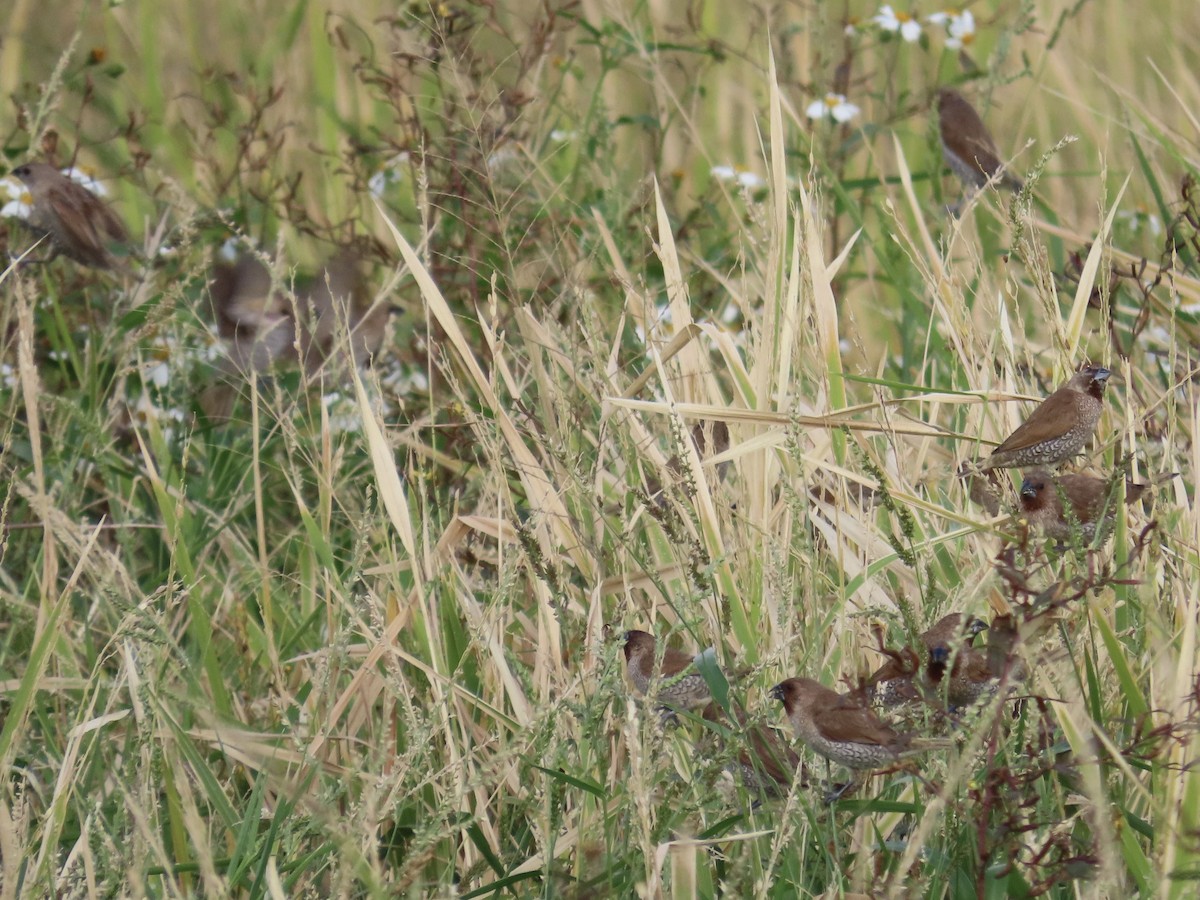 מוניה מפוספסת-חזה - ML647757853