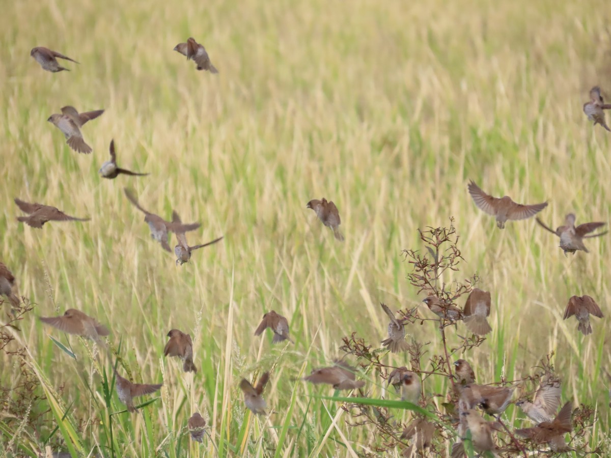 מוניה מפוספסת-חזה - ML647757854