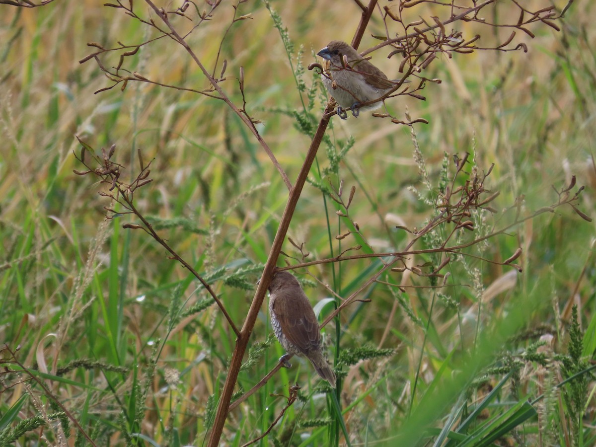 מוניה מפוספסת-חזה - ML647757855