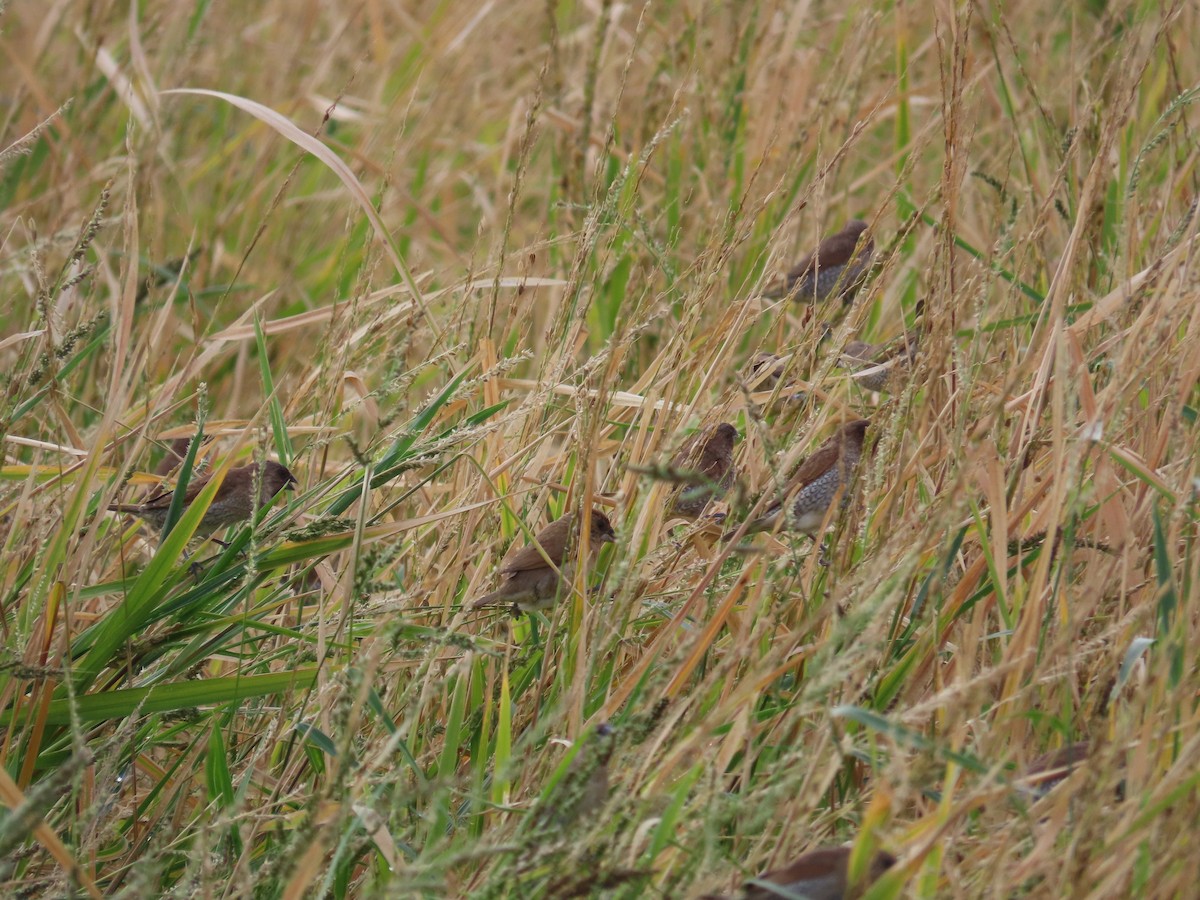 מוניה מפוספסת-חזה - ML647757856