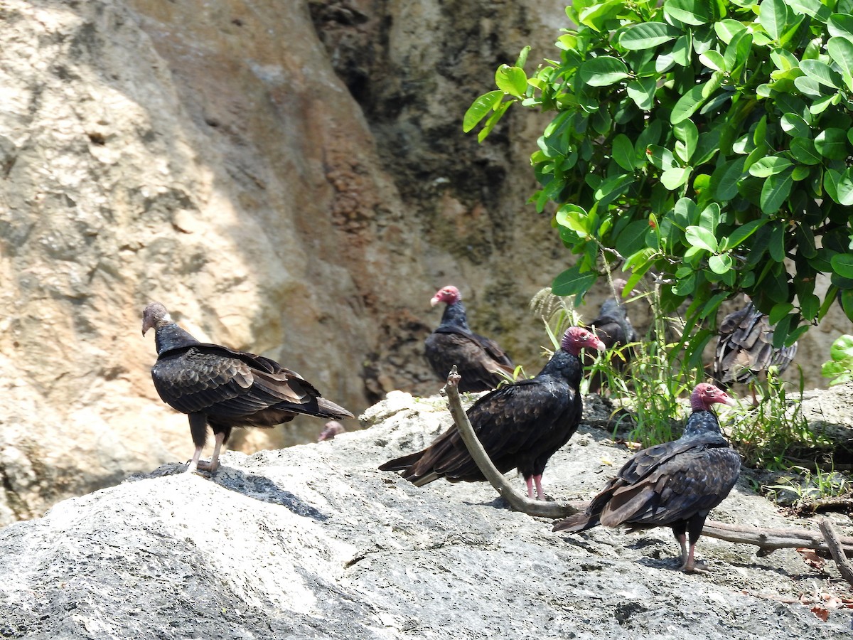 Turkey Vulture - ML647757860