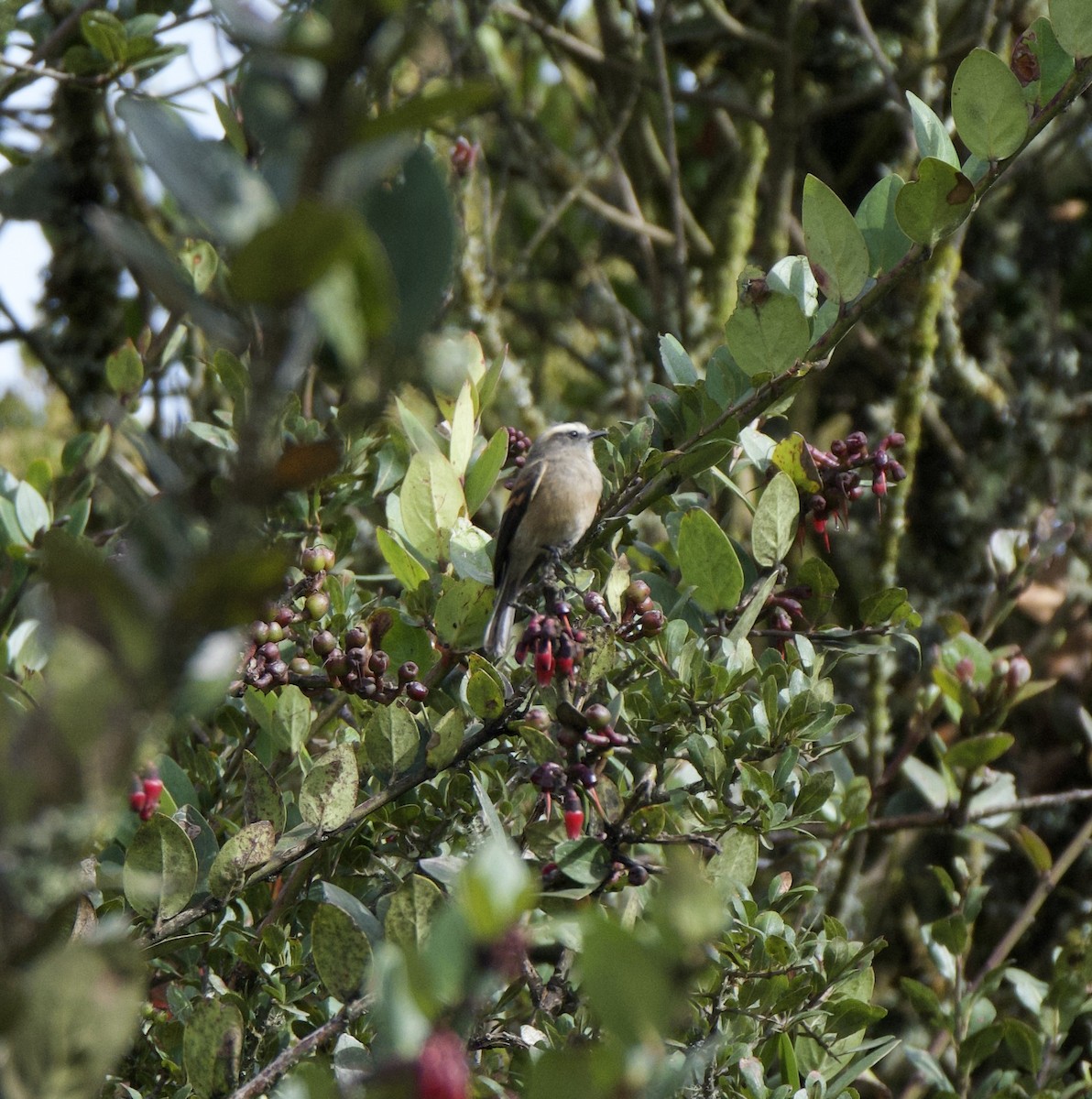 Brown-backed Chat-Tyrant - ML647757861
