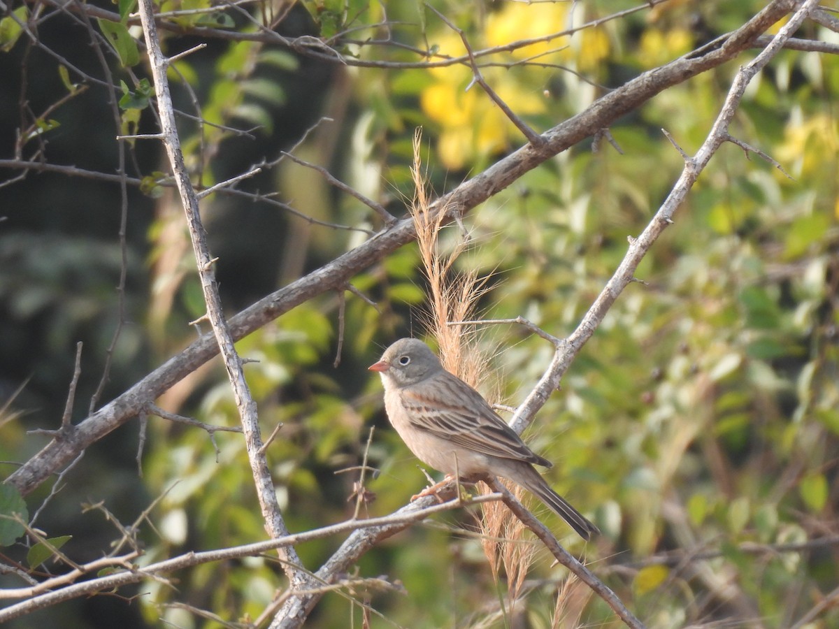 Скалистая овсянка - ML647757883