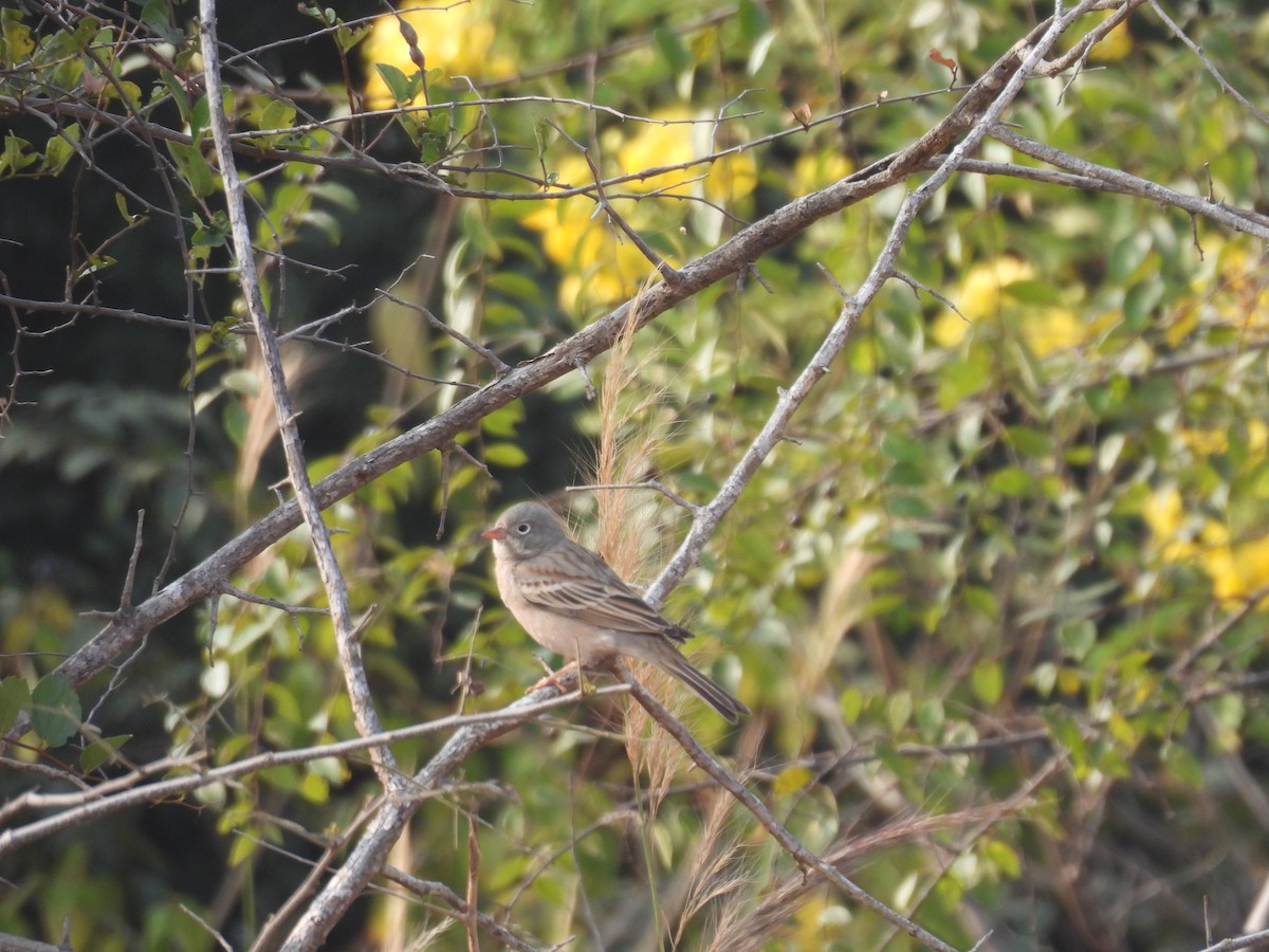 Скалистая овсянка - ML647757884