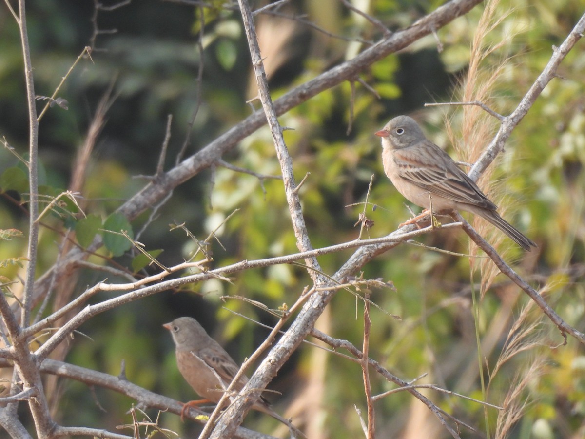 Скалистая овсянка - ML647757885