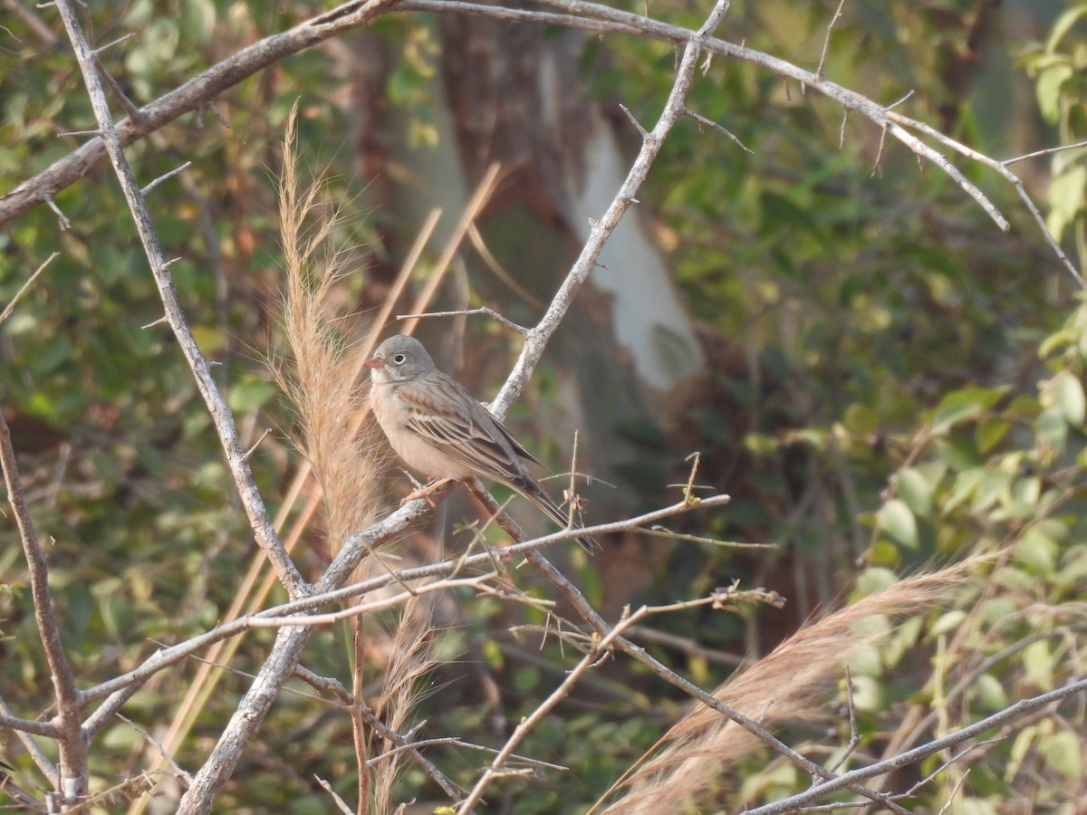 Скалистая овсянка - ML647757886