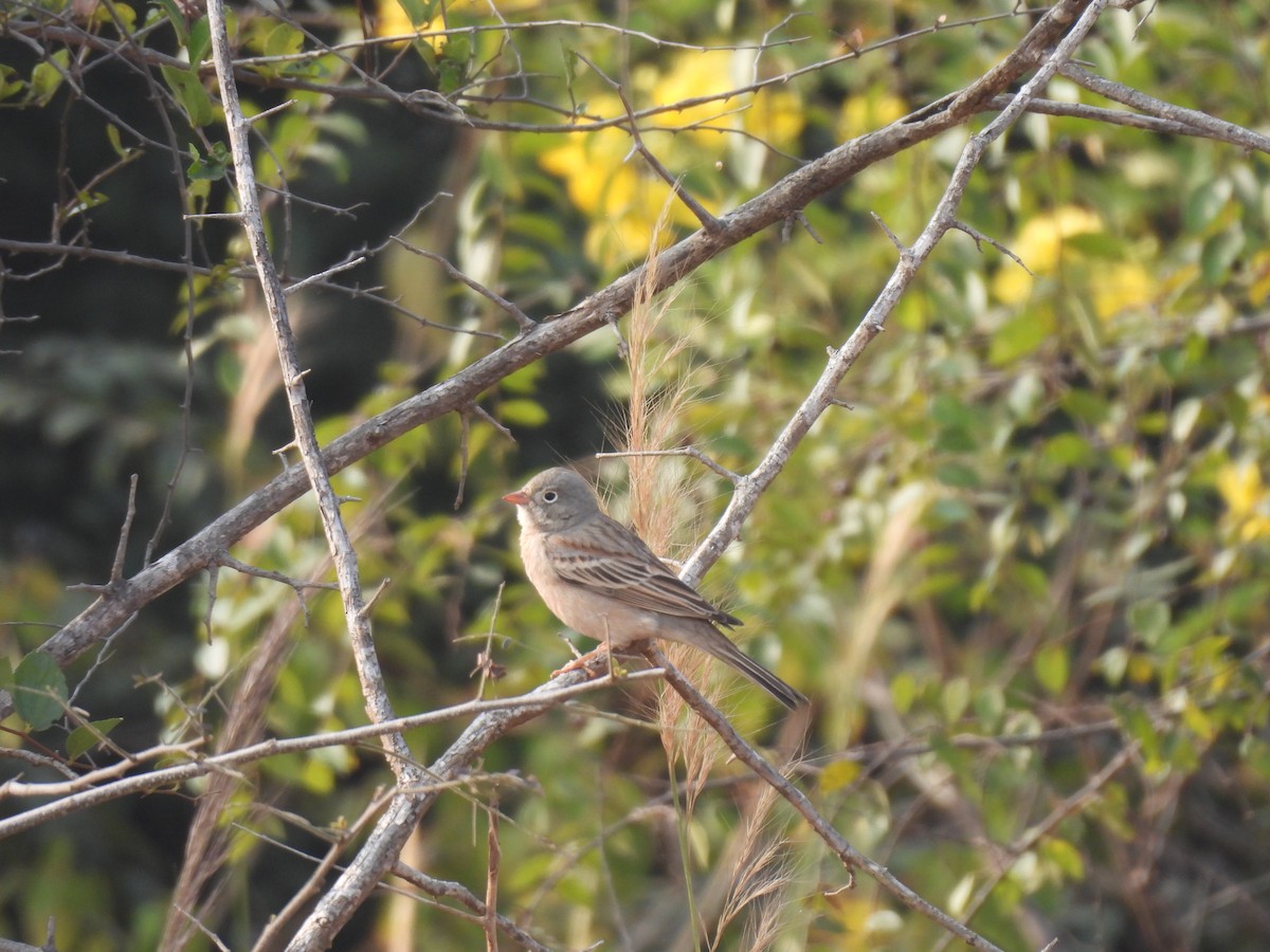 Скалистая овсянка - ML647757887