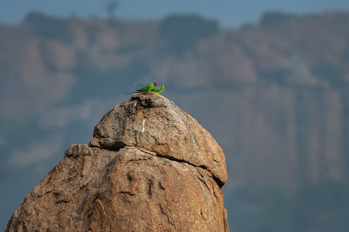 Erik Başlı Yeşil Papağan - ML647757900