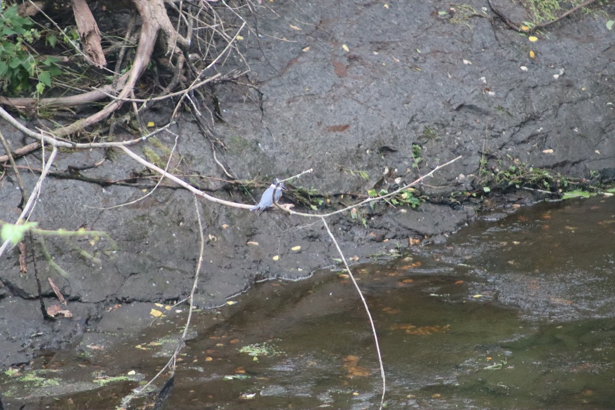 Belted Kingfisher - ML647757901