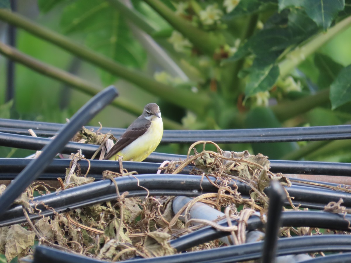 Горная трясогузка - ML647757918