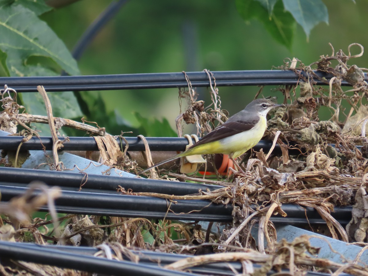 Горная трясогузка - ML647757919