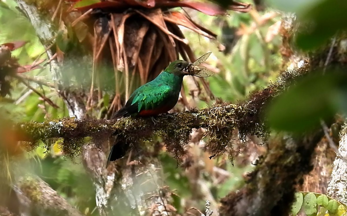 Златоголовый кетцаль - ML647757925