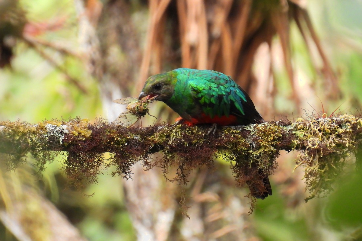 Златоголовый кетцаль - ML647757926