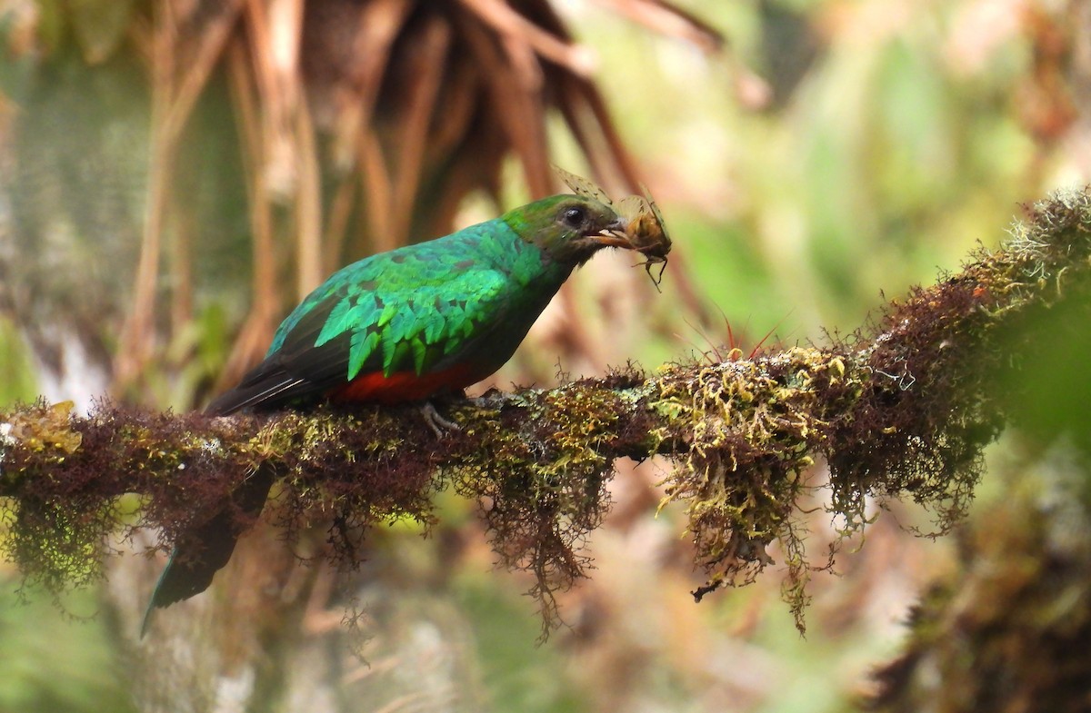 Златоголовый кетцаль - ML647757927