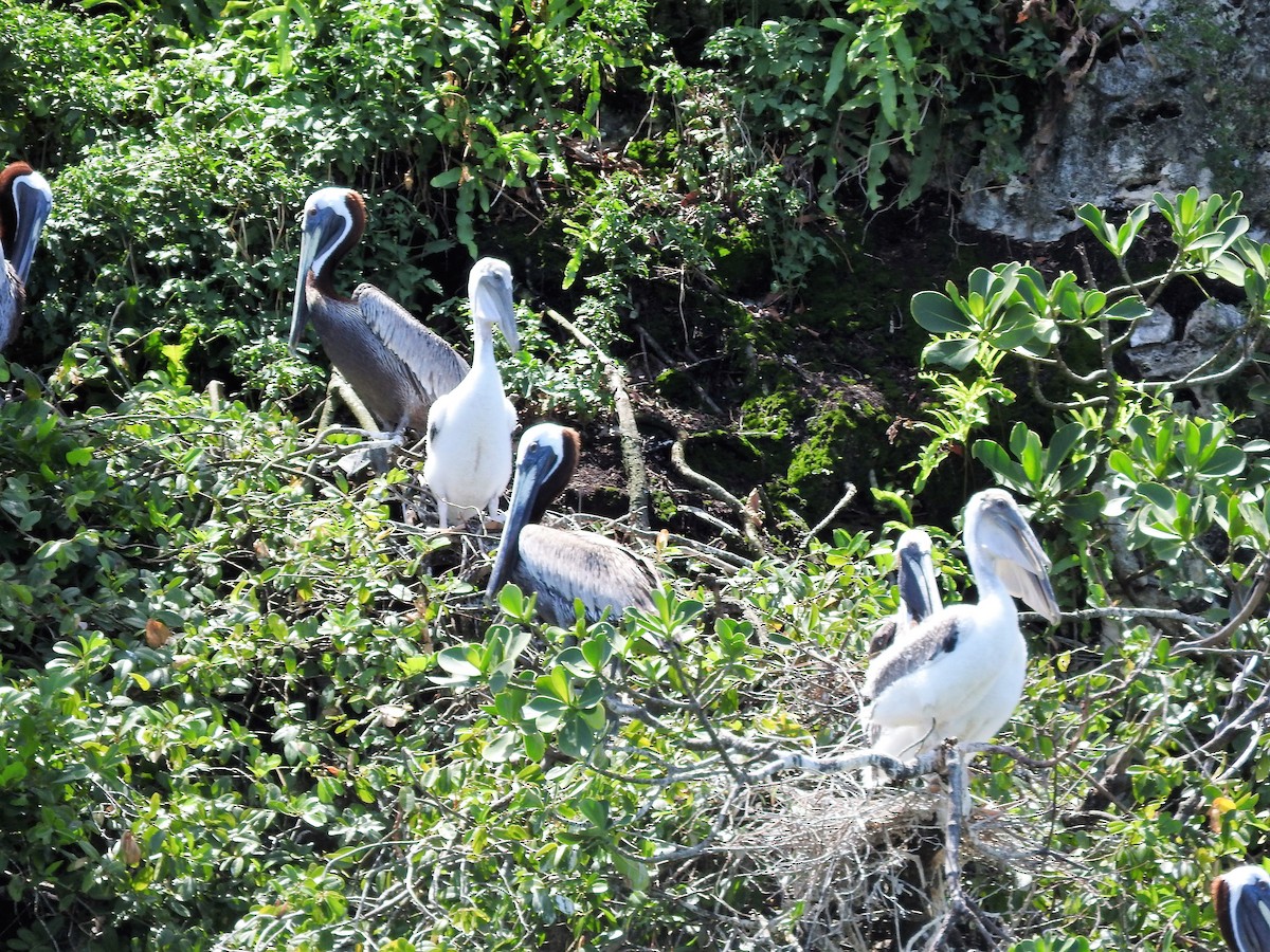 Бурый пеликан - ML647757928