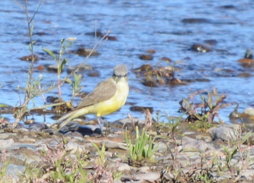 Коровий тиранн - ML647757929