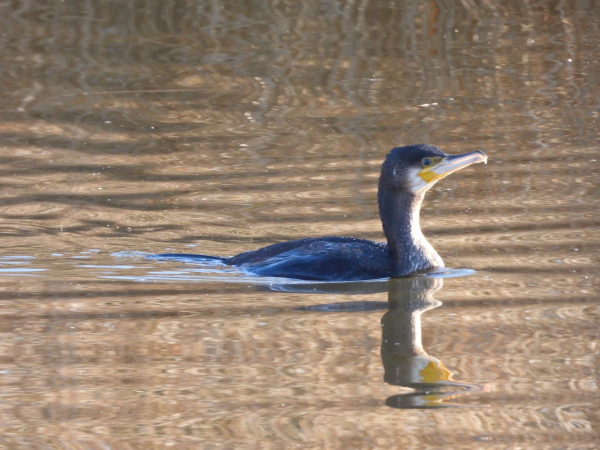 Большой баклан - ML647757930