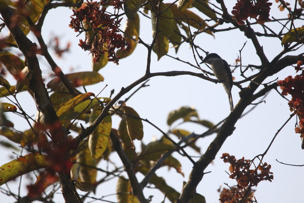 Пёстрый личинколов - ML647757933