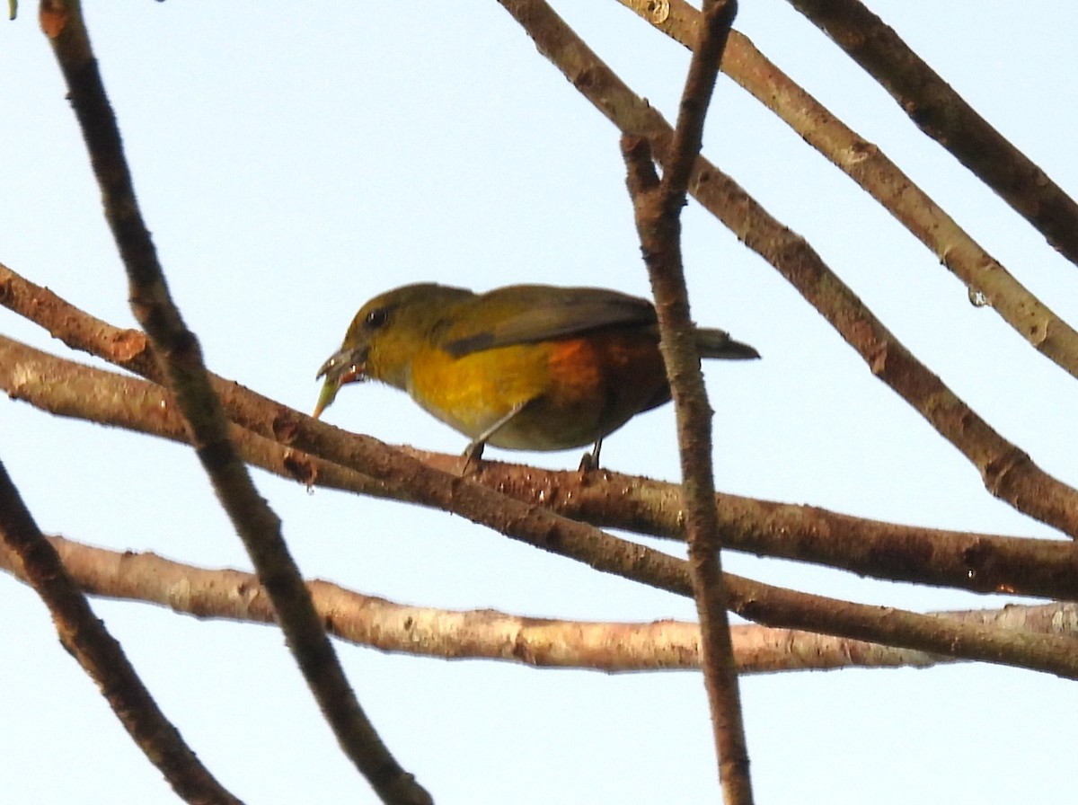 Рыжебрюхая эуфония - ML647757934